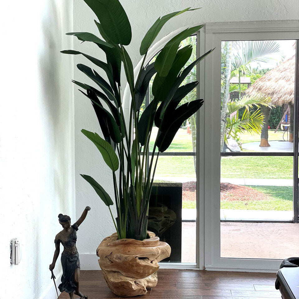 Tropical Bird of Paradise in Natural Root Base Vessel