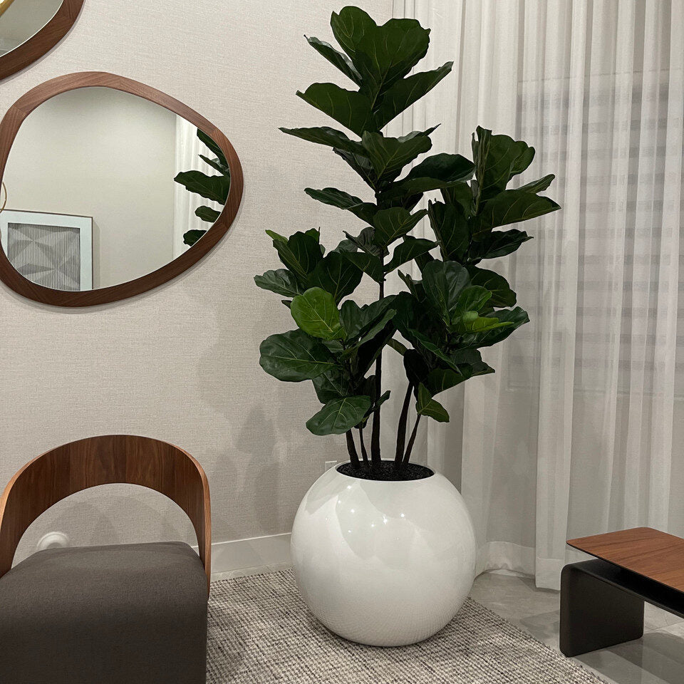 Luxury Artificial Fiddle Leaf Fig – White Gloss Sphere Vase Edition