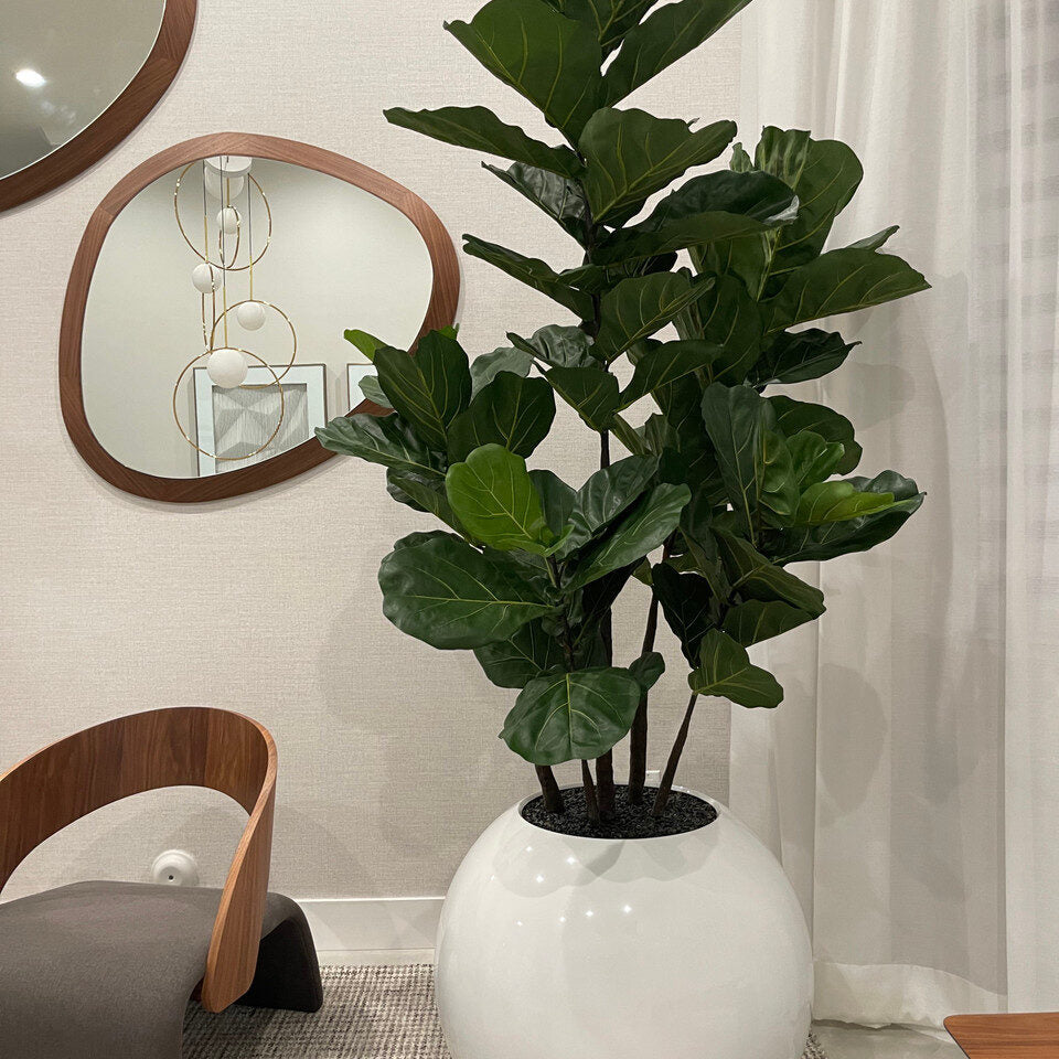 Luxury Artificial Fiddle Leaf Fig – White Gloss Sphere Vase Edition