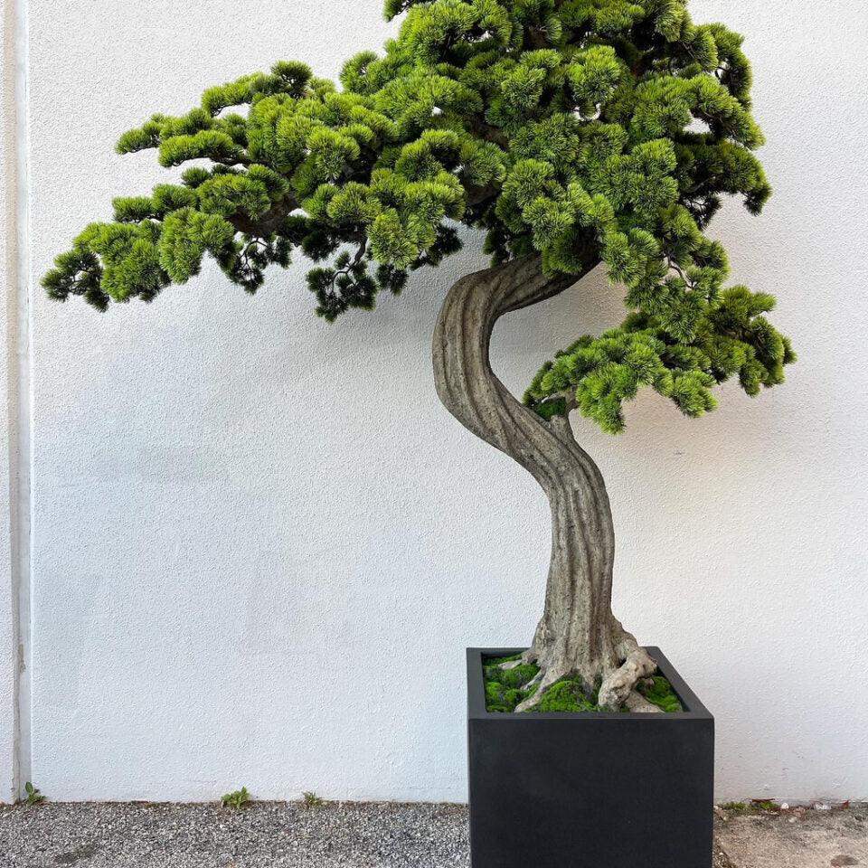 Grand Imperial Curved Trunk Bonsai in Black Architectural Planter
