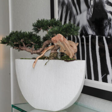 Serenity Miniature Bonsai in Textured Half-Moon Vessel