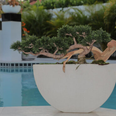 Serenity Miniature Bonsai in Textured Half-Moon Vessel