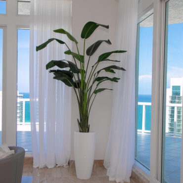 XL Dax Planter with 9 Ft Bird of Paradise