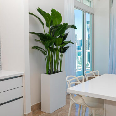 Tall Bird of Paradise in Minimalist White Pedestal Planter