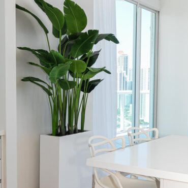 Tall Bird of Paradise in Minimalist White Pedestal Planter