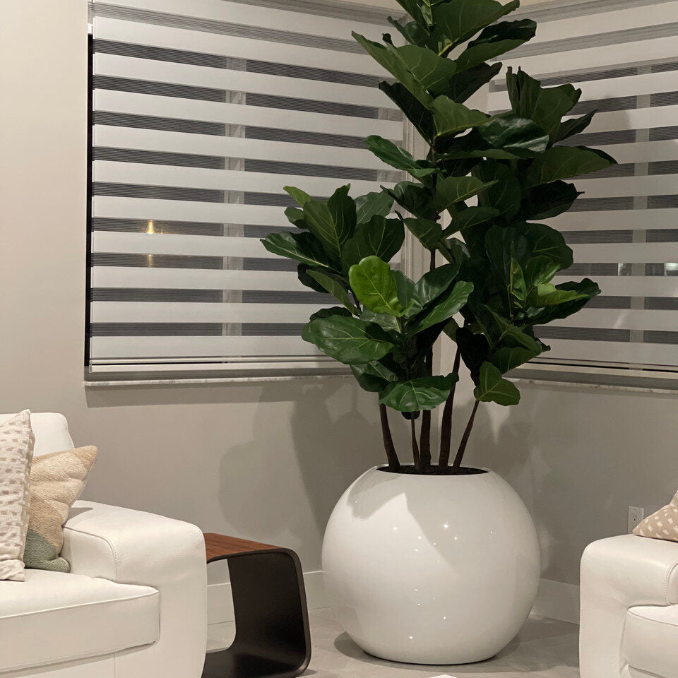 Luxury Artificial Fiddle Leaf Fig – White Gloss Sphere Vase Edition