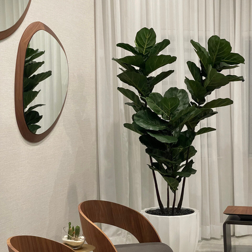 Luxury Artificial Fiddle Leaf Fig – White Carved Vase Edition