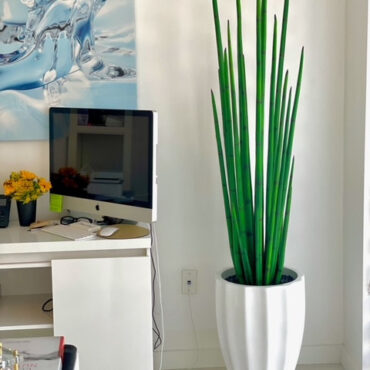 Tall Sansevieria Reed Arrangement in White Sculpted Planter