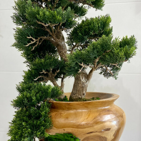 Zen Heritage Juniper Bonsai in Natural Wood Vase