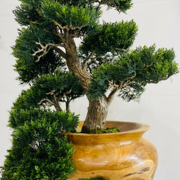 Zen Heritage Juniper Bonsai in Natural Wood Vase