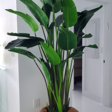 Tropical Bird of Paradise in Natural Root Base Vessel