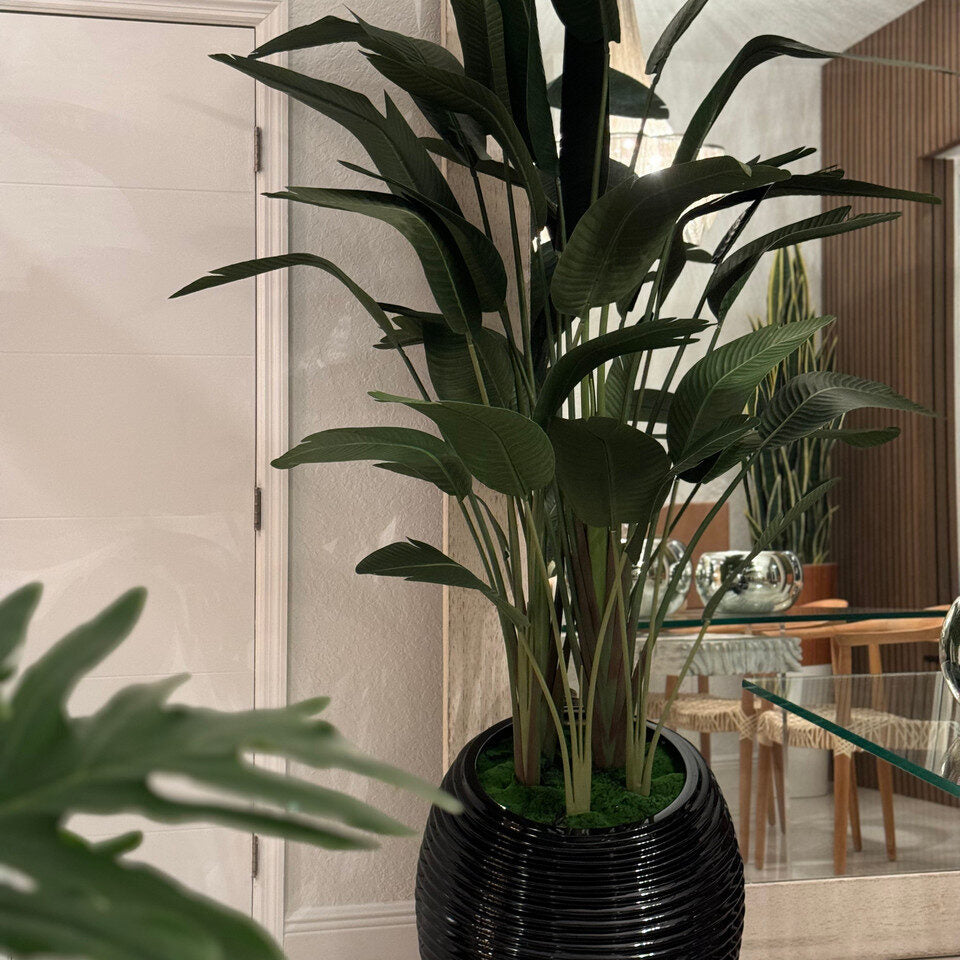 Grand Bird of Paradise in Black Ribbed Luxury Planter