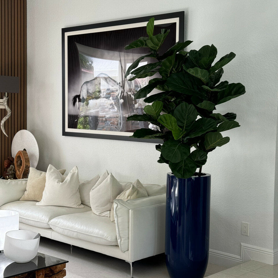 Luxury Artificial Fiddle Leaf Fig – Tall Gloss Navy Vase Edition