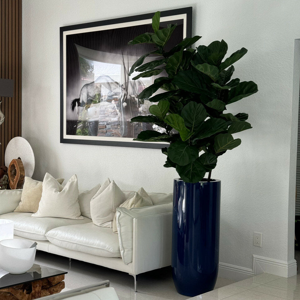 Luxury Artificial Fiddle Leaf Fig – Tall Gloss Navy Vase Edition