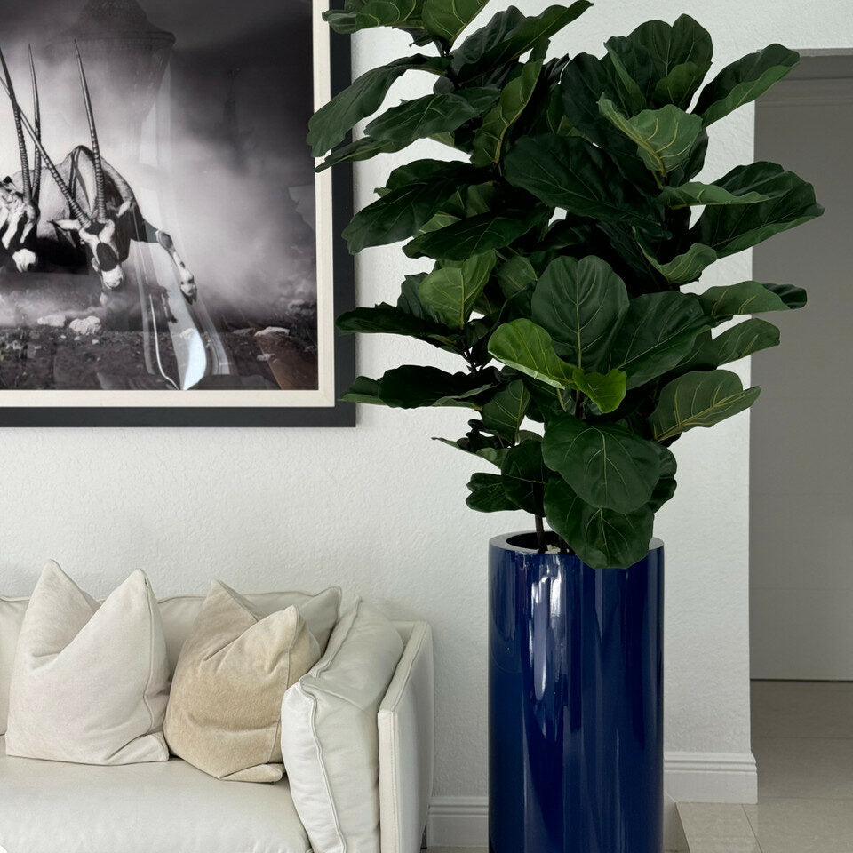 Luxury Artificial Fiddle Leaf Fig – Tall Gloss Navy Vase Edition