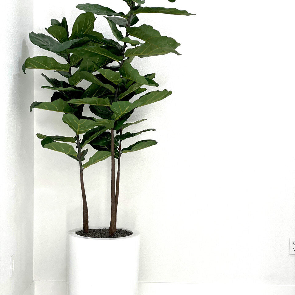 Dice L Glossy White Fibreglass Planter with Fiddle Leaf Tree