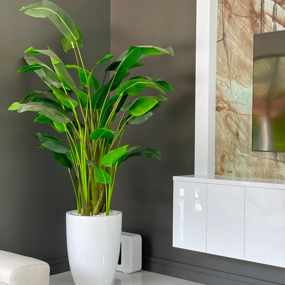 Tropical Bird of Paradise Arrangement in Glossy White Tall Vase