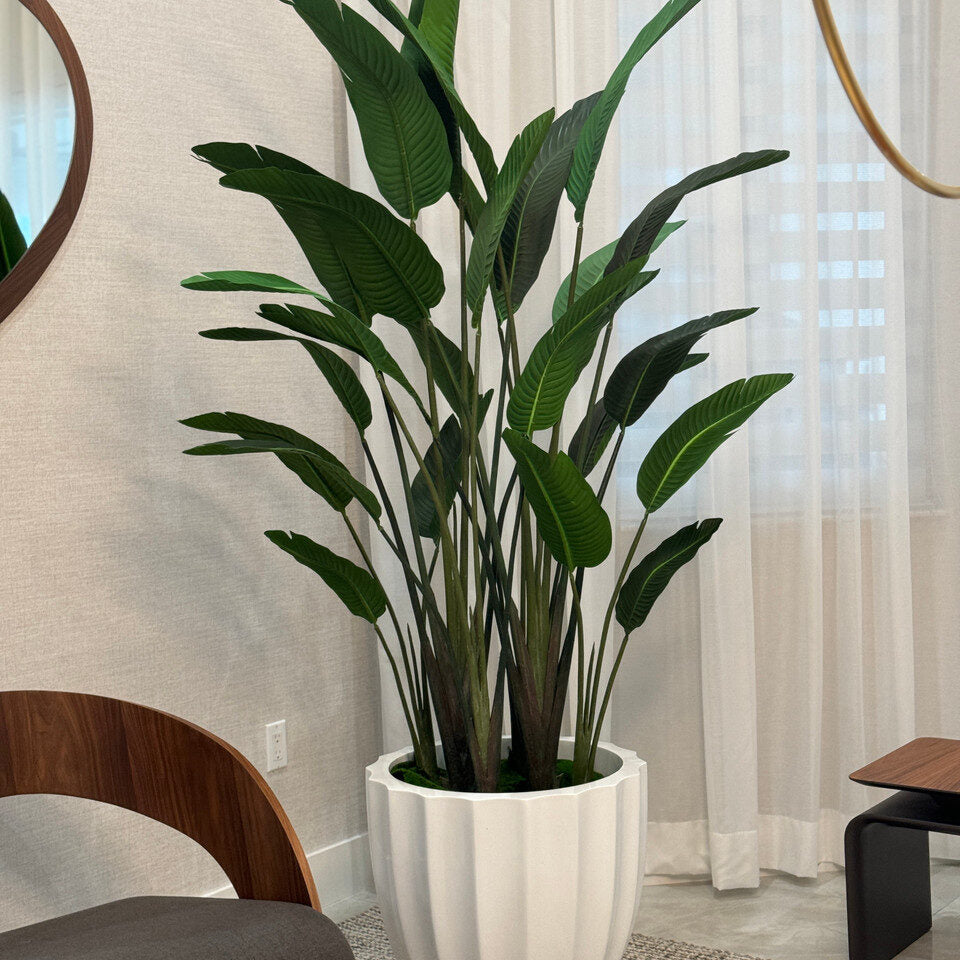 Bird of Paradise in Santa Barbara Planter