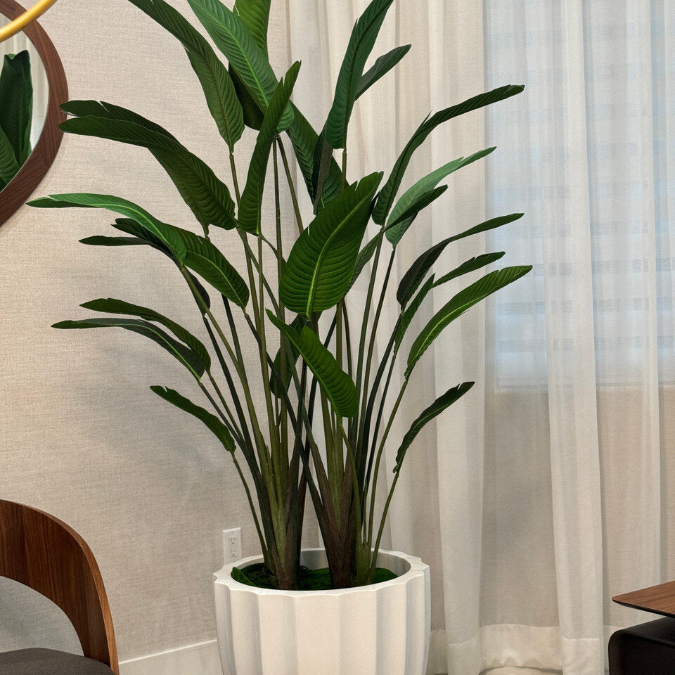 Bird of Paradise in Santa Barbara Planter