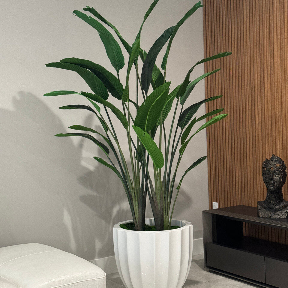 Bird of Paradise in Santa Barbara Planter