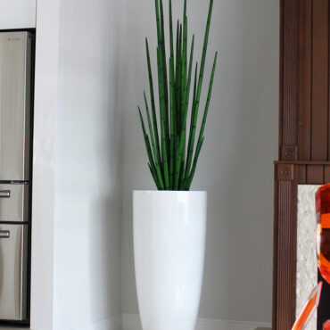 Tall Contemporary Bamboo Arrangement in Gloss White Planter