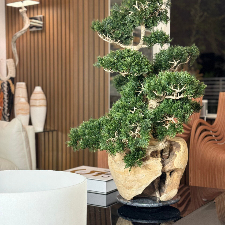 Imperial Juniper Bonsai Sculpture in Natural Carved Wood Vessel