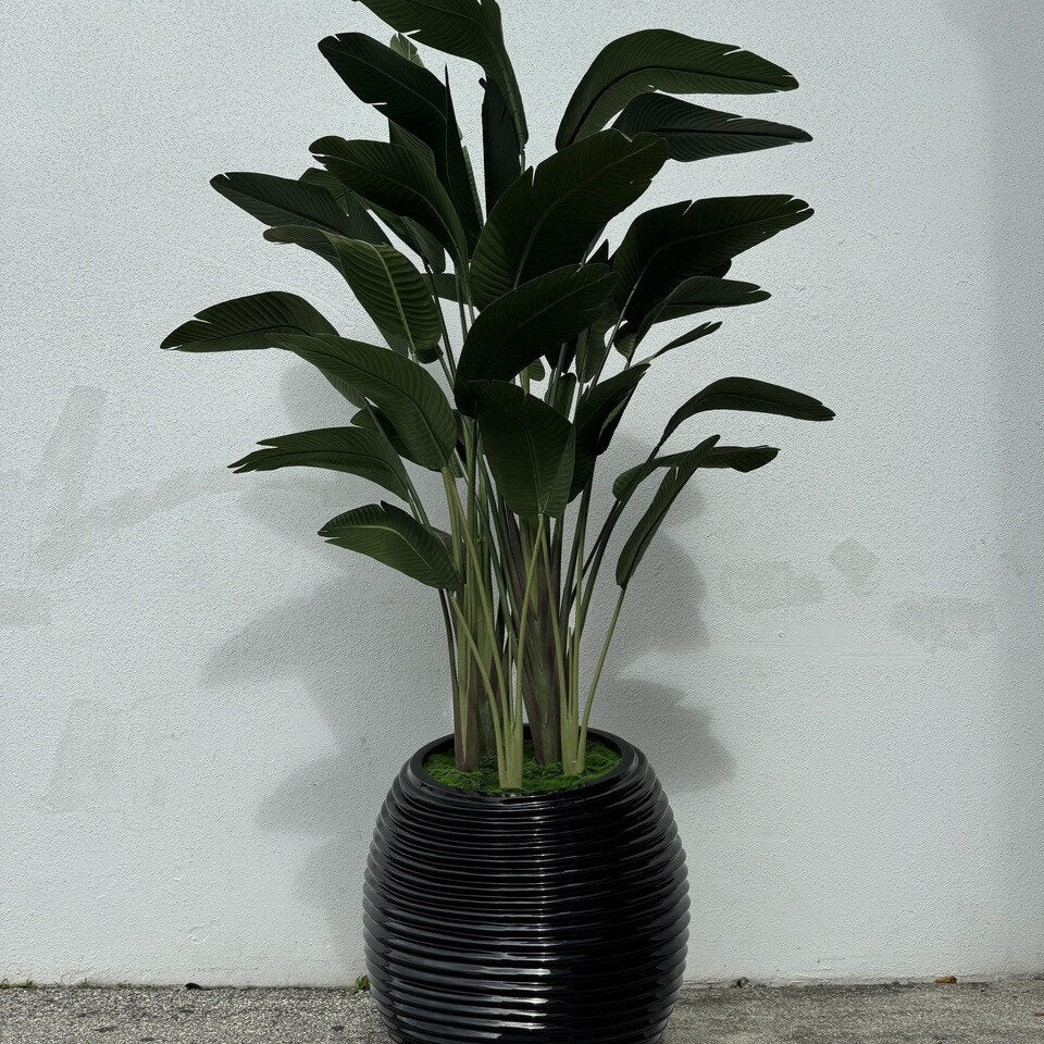 Grand Bird of Paradise in Black Ribbed Luxury Planter