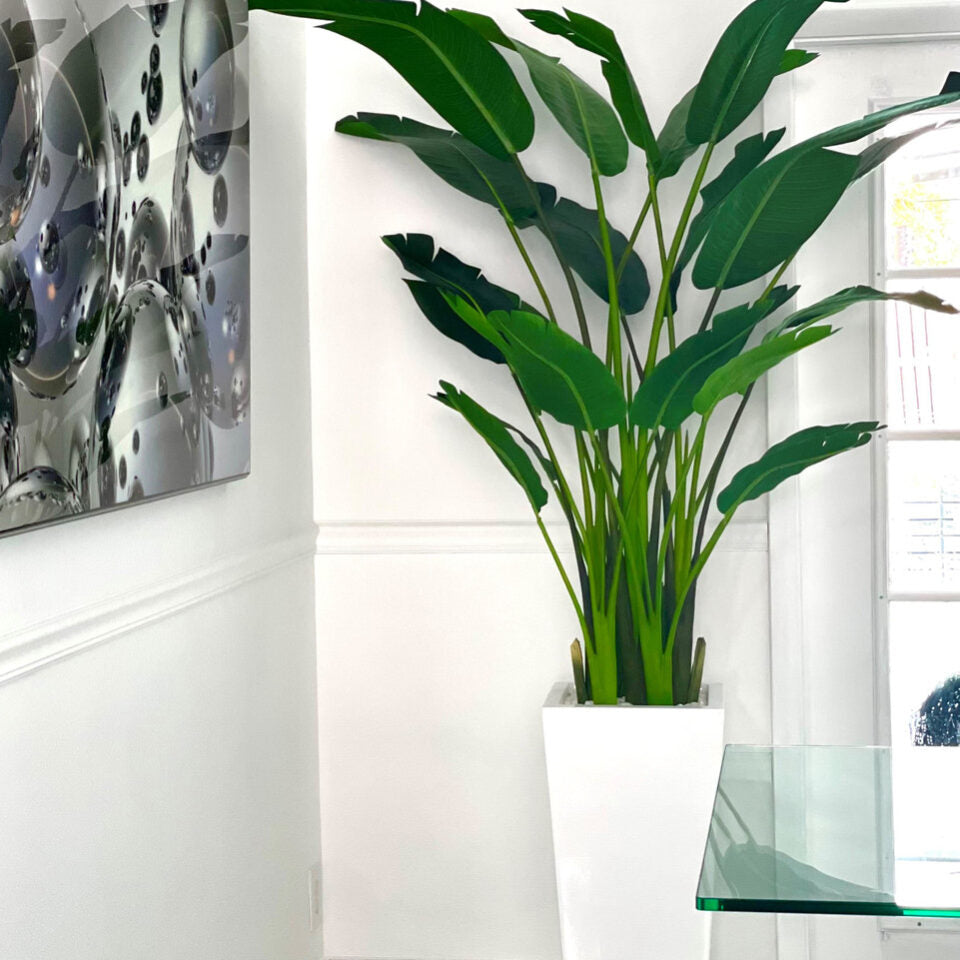 Tall Bird of Paradise Plant in Modern White Tapered Planter
