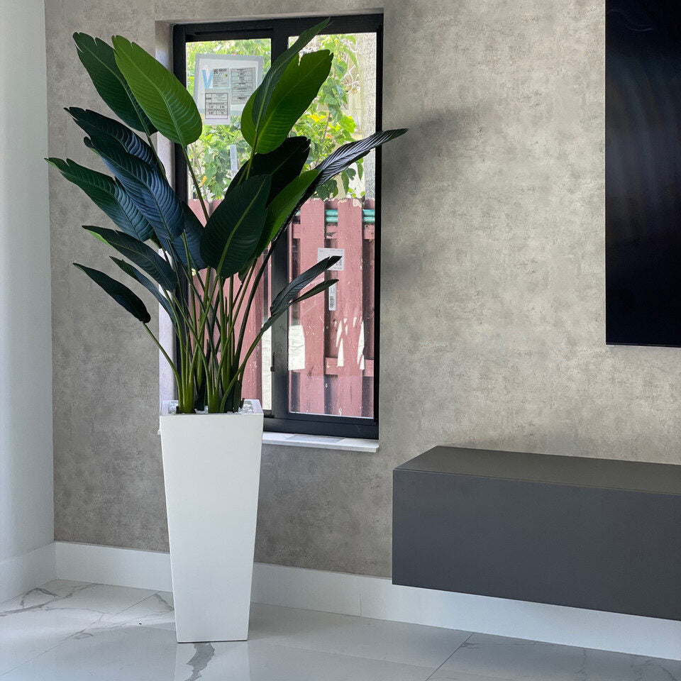 Tall Bird of Paradise Plant in Modern White Tapered Planter
