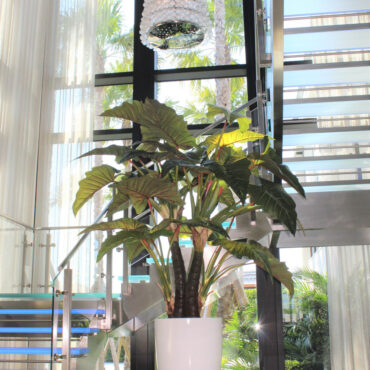 Tropical Elephant Ear Arrangement in Gloss White Planter