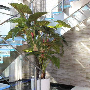 Tropical Elephant Ear Arrangement in Gloss White Planter