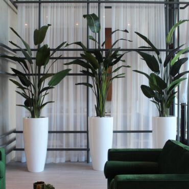 XL Dax Planter with 9 Ft Bird of Paradise