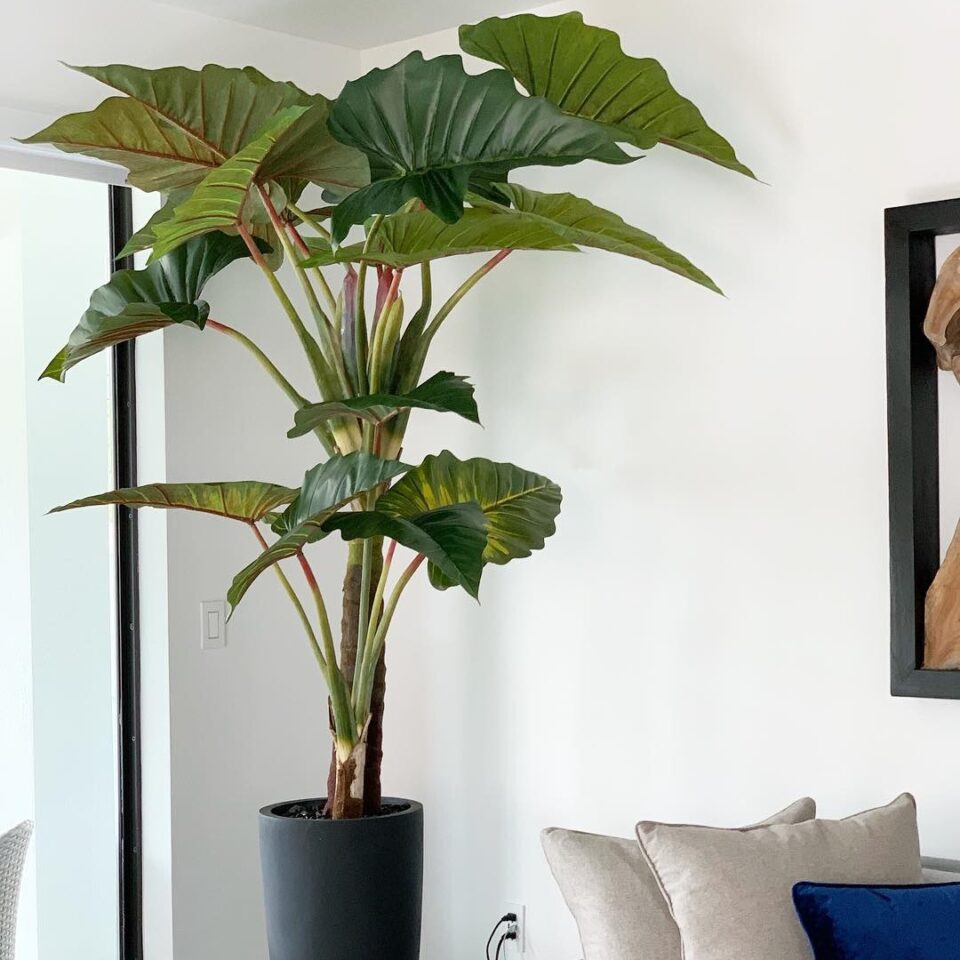 Luxury Artificial Elephant Ear Alocasia – Matte Black Tall Vase Edition