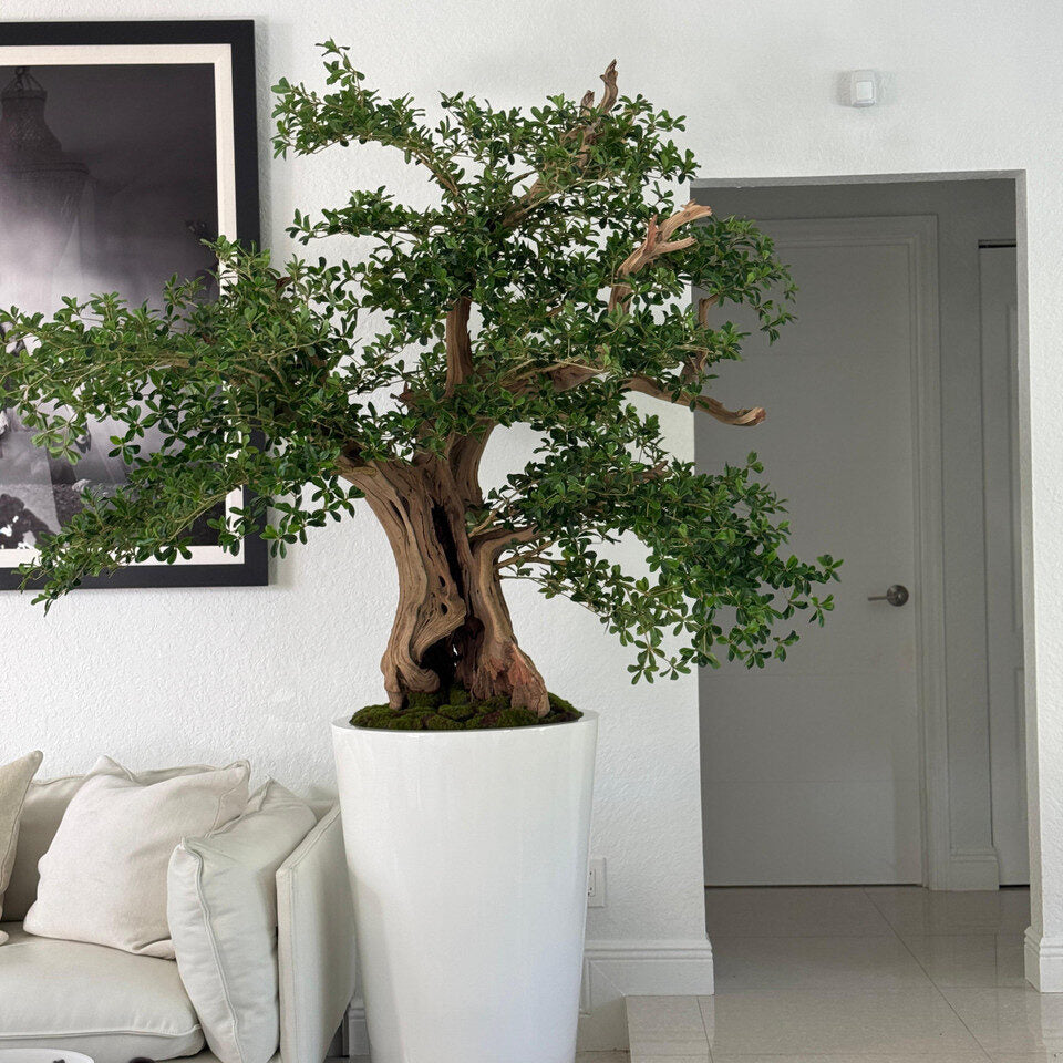 Sculptural Bonsai-Style Green Tree in Tall White Gloss Planter