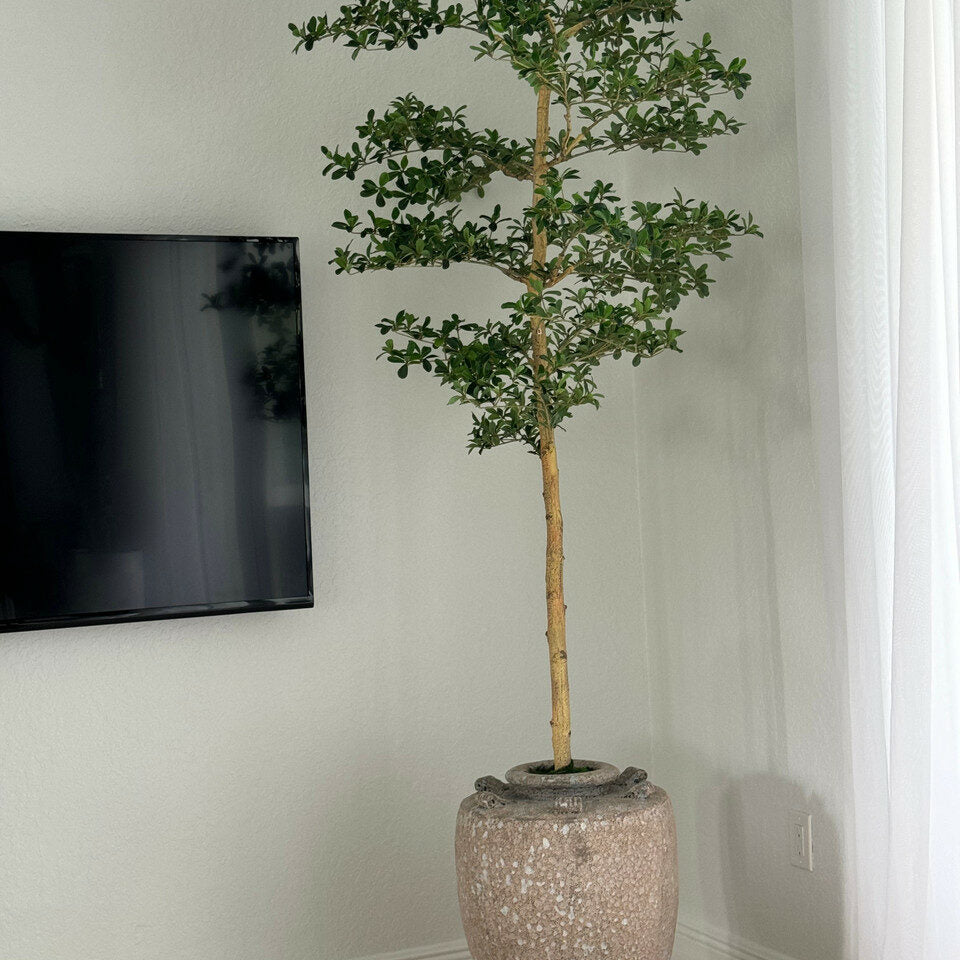 Slim Olive Topiary in Textured Ceramic Urn